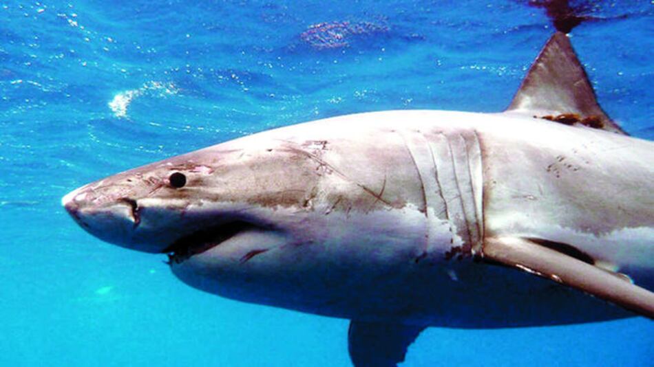 Greenpeace alerta por sobrepesca de tiburones en el Atlántico Norte