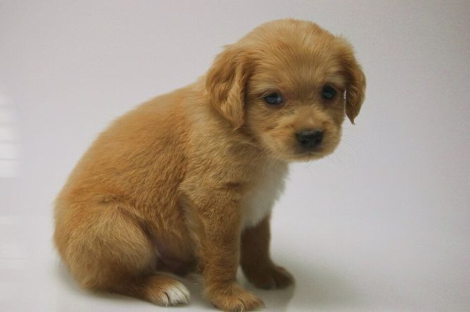 El secreto del amor entre un perro y un humano está en la mirada