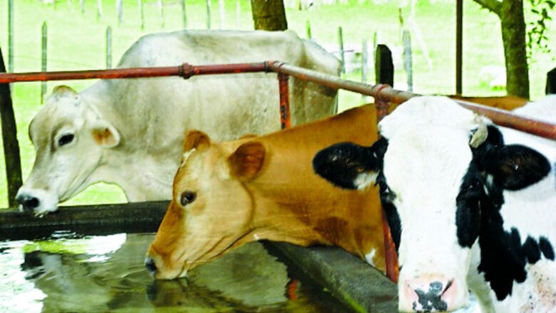 Genética y biotecnología aplicadas a la ganadería