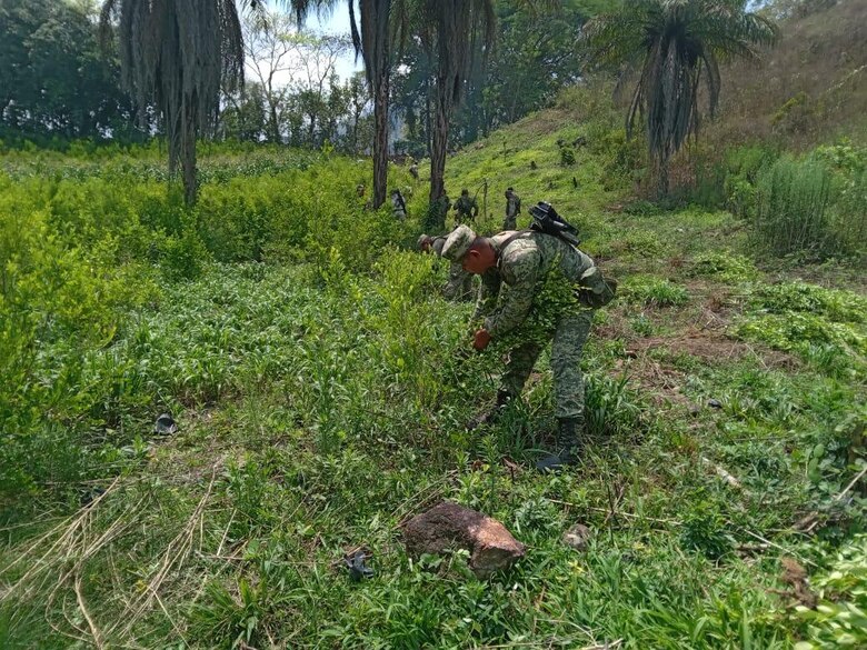 Guatemala, México y Honduras: los nuevos confines de la coca
