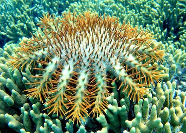 Vinagre para luchar contra la plaga que amenaza a la Gran Barrera de Coral