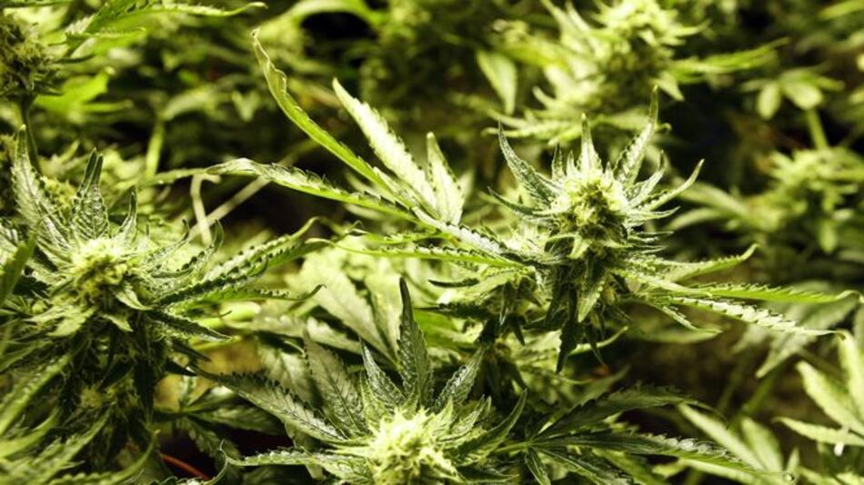 Presentan proyecto de ley para despenalizar uso de marihuana en Paraguay