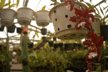 Confirman hallazgo de nueva especie de orquídea en Panamá