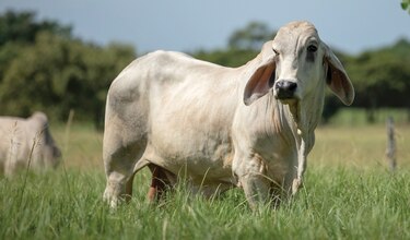 Coronavirus detiene exportaciones de carne bovina panameña