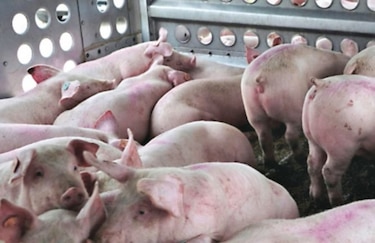 Colombia detecta nuevo brote de fiebre aftosa