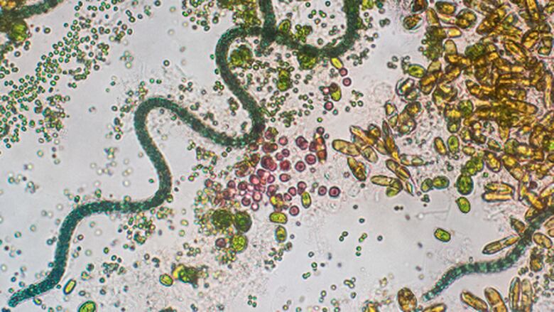 Proyecto de arte y ciencia de Panamá estará en festival europeo