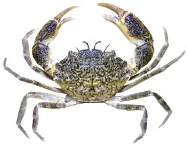 Estudian especies marinas invasoras en Panamá