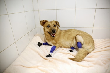 Una perrita rusa vuelve a andar tras ponerle cuatro prótesis en las patas