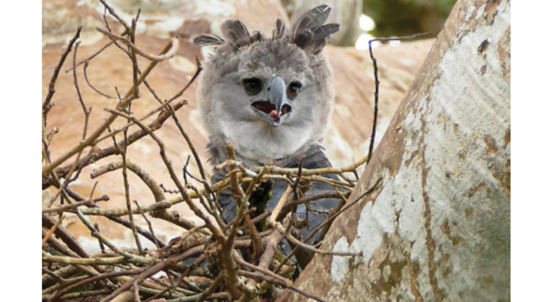 En lo profundo de la naturaleza panameña