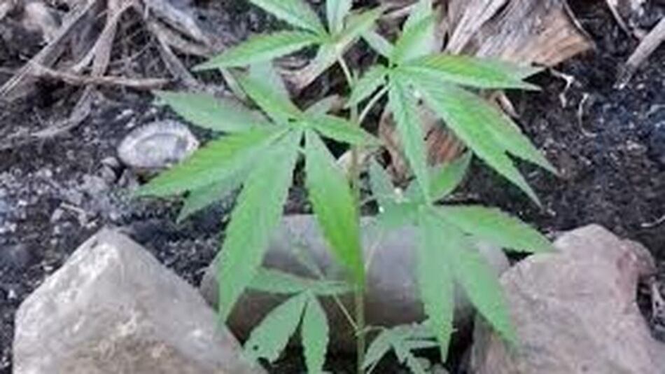 Policía halla plantas de marihuana en El Valle de Tonosí