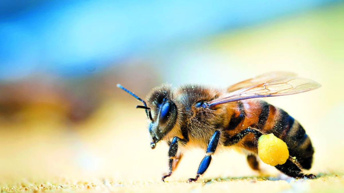 Investigadores de Georgia Tech encontraron que una abeja puede liberar cerca de 15 mil granos de polen en tres minutos cuando se acicala. NYT Images