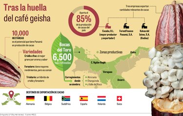 El turno del cacao fino y aromático