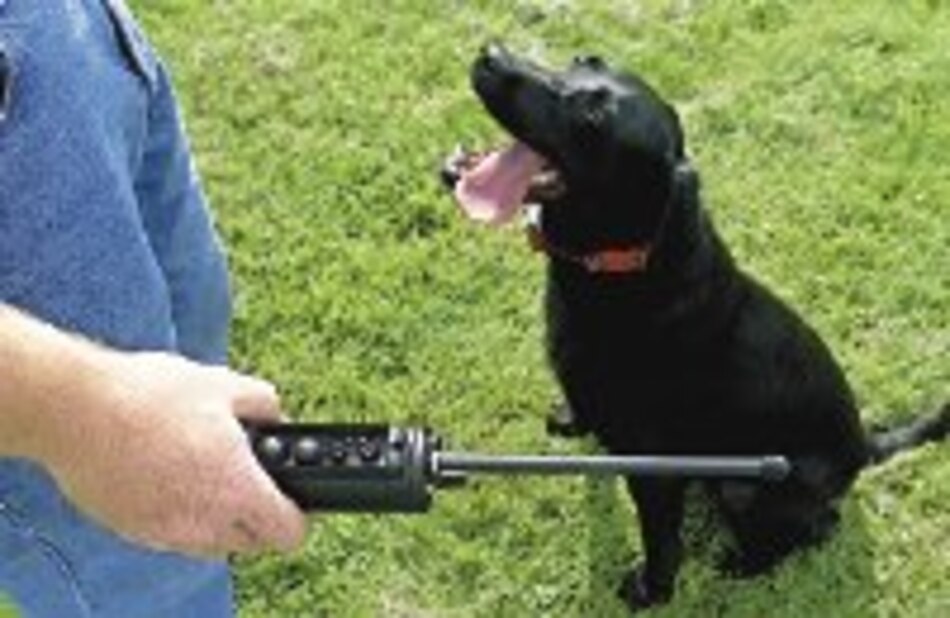 Chorros de humor canino