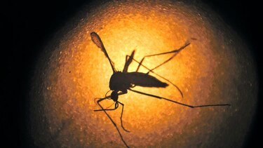 El zika no ha afectado el turismo