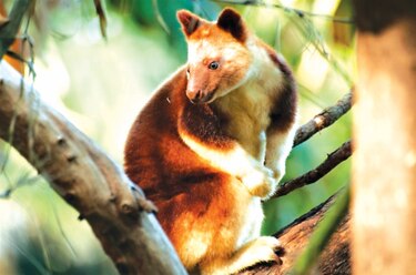 El papel ecológico clave de las especies raras bajo amenaza