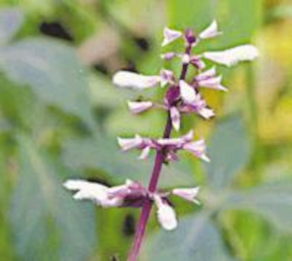 La hierba de la pastora mantiene su estatus legal