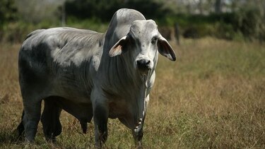 Programa ganadero, bajo investigación