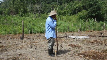 Lucha incansable contra la deforestación