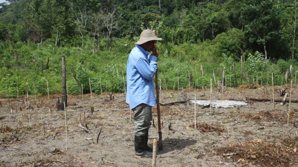 Lucha incansable contra la deforestación