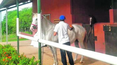 Encefalitis equina activa el sistema de salud pública