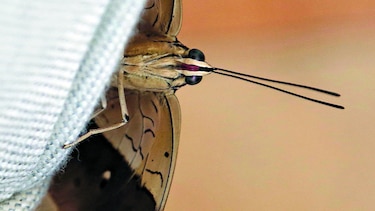 La gran familia de insectos