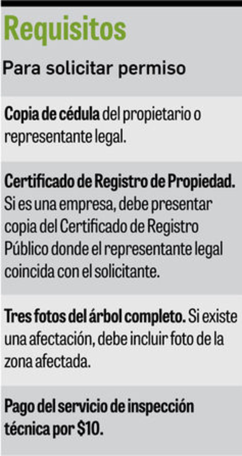 ¿Qué hago con el árbol de mi patio?