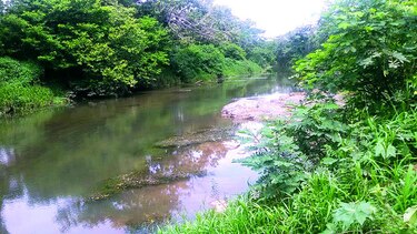Tres ríos en Azuero pierden 45% de su caudal