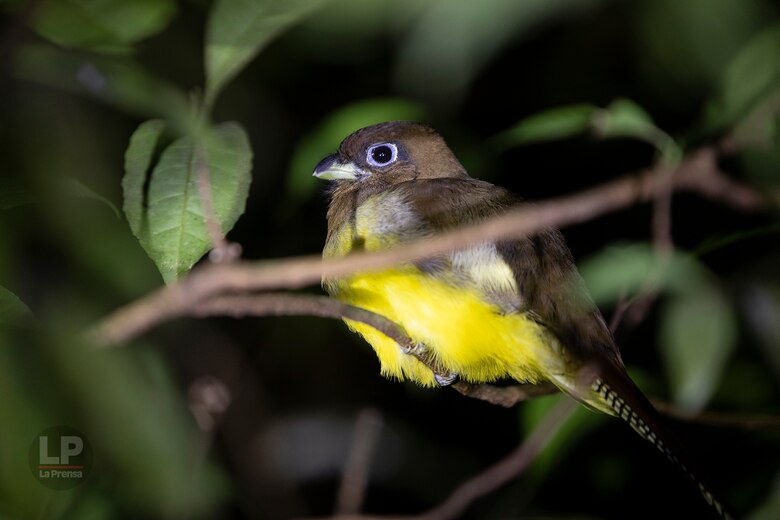 Cerro Chucantí: en busca de ‘Greta Thunberg’ y de los tesoros de las tierras altas del Darién