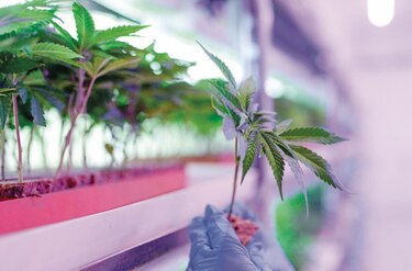 Quejas por nueva mesa técnica para la ley del cannabis