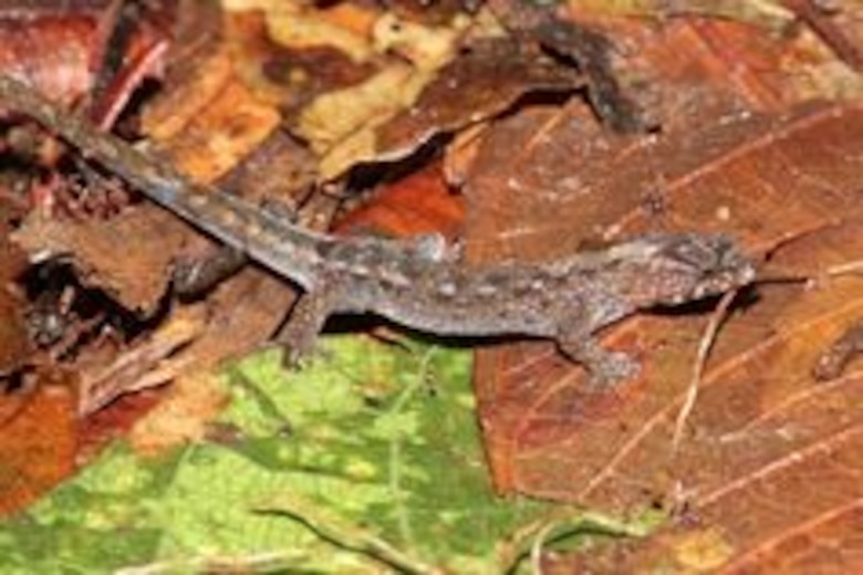 Científicos descubren tres especies de lagartijas en Panamá