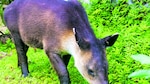 El carismático tapir, en peligro de extinción