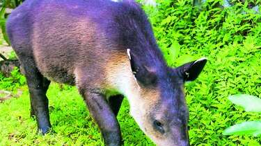 El carismático tapir, en peligro de extinción