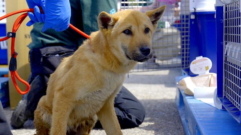 El dilema de Corea del Sur sobre qué hacer con medio millón de perros tras prohibir el consumo de su carne