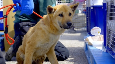 El dilema de Corea del Sur sobre qué hacer con medio millón de perros tras prohibir el consumo de su carne