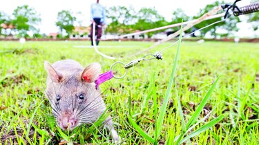 Ratas entrenan para salvar vidas