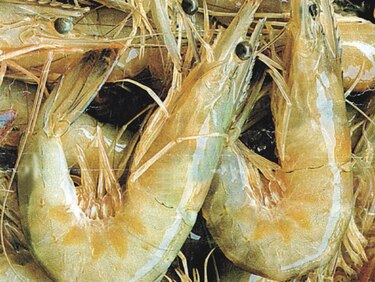 Cancelan licencias de pesca para proteger al camarón