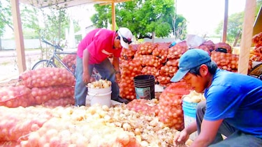 35 mil quintales de cebolla compra IMA