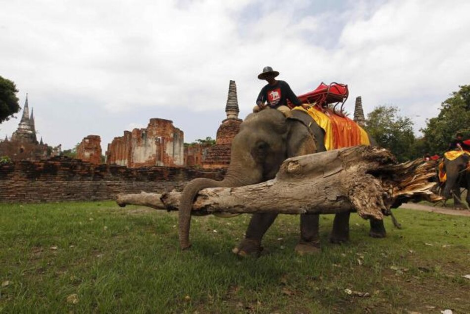 Reabre parque de elefantes en Tailandia tras inundaciones