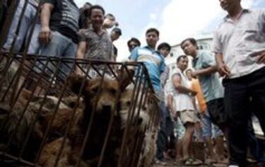 Activista salva a 400 animales del Festival de Carne de Perro de Yulin