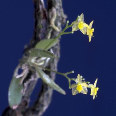 Orquídea descubierta en Costa Rica es de las más pequeñas del mundo