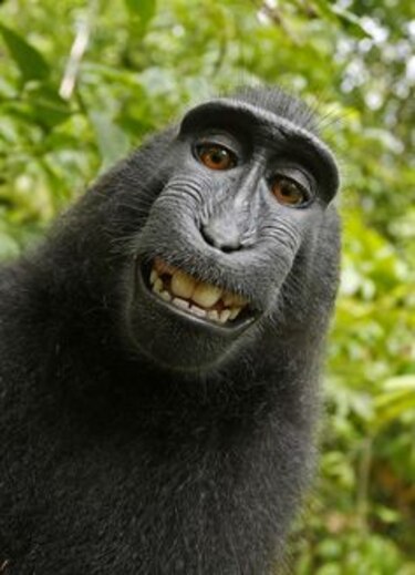Pleito legal por populares selfis de monos