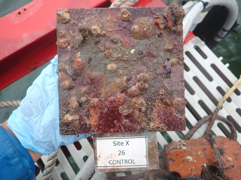 A medida que el océano se calienta, los depredadores más hambrientos toman el control