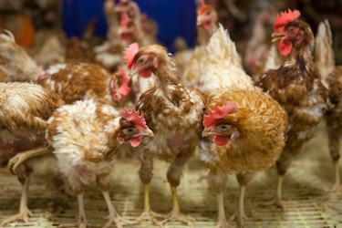 ¿Fue antes el huevo o la gallina? Un estudio científico suizo apuesta por el primero