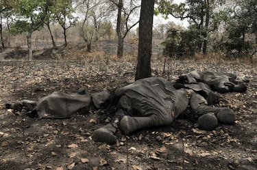 Un militar y dos cazadores furtivos de elefantes mueren en Camerún