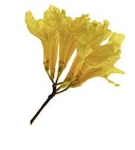 El jardín panameño