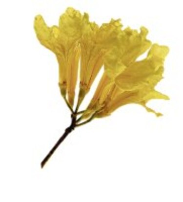 El jardín panameño