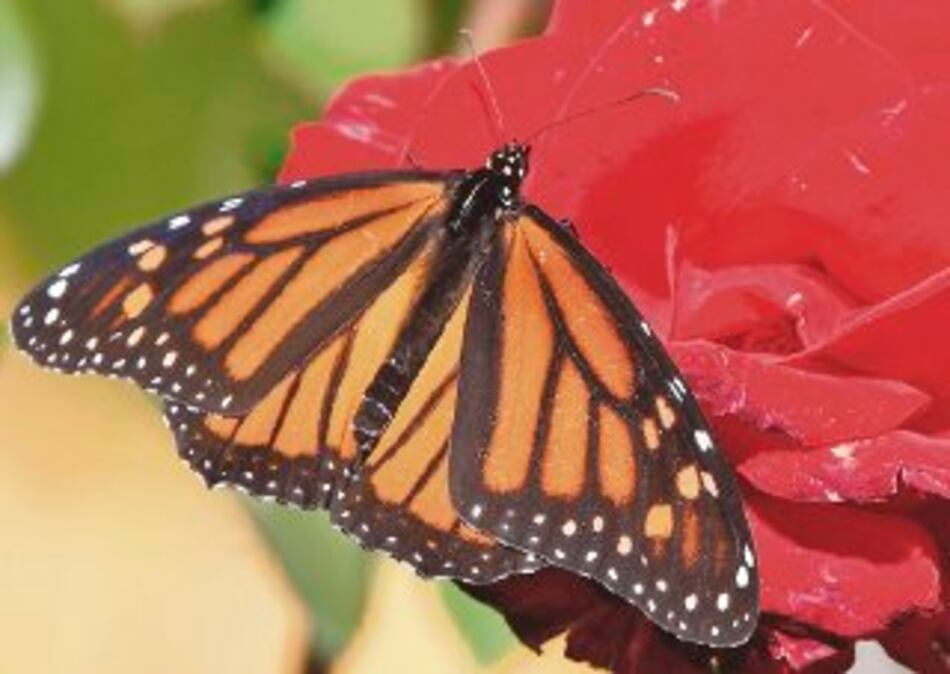 Pérdida de hábitat, causa principal de merma de monarcas