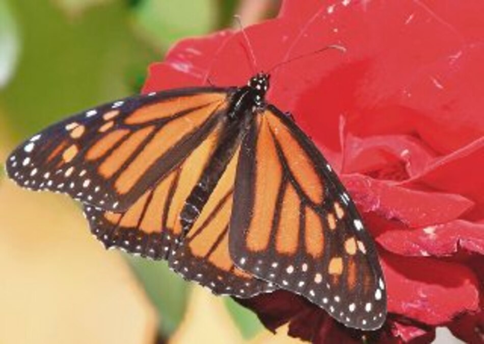 Pérdida de hábitat, causa principal de merma de monarcas