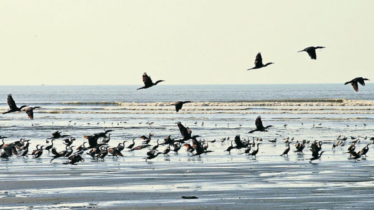 Los humedales albergan una amplia biodiversidad.