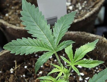 Partido de Andrés Manuel López Obrador presenta ley para legalizar marihuana